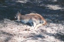 Le pays des kangourous est l’une de nos nombreuses destinations
